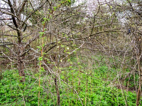 Underbrush Clearing in Terre Haute