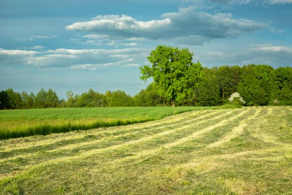 Cost of Vegetation Removal in Terre Haute
