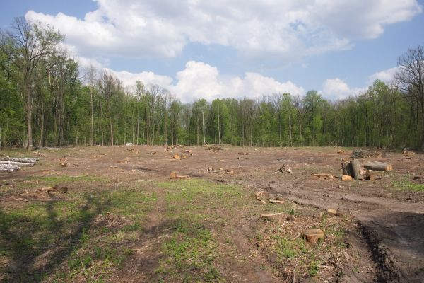 Cost of Pasture Clearing in Terre Haute