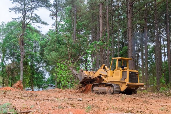 Forest Thinning in Terre Haute