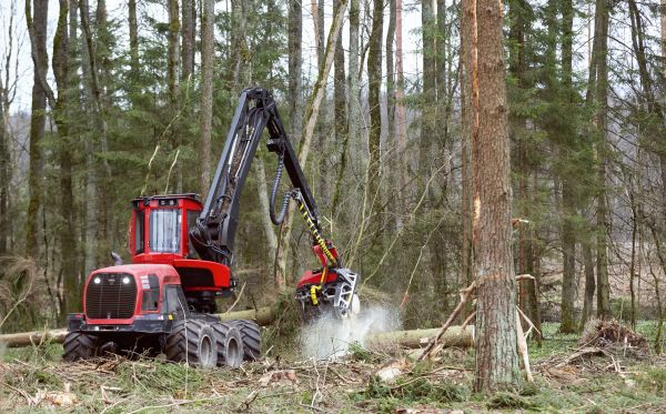 Cost of Forest Clearance Service in Terre Haute