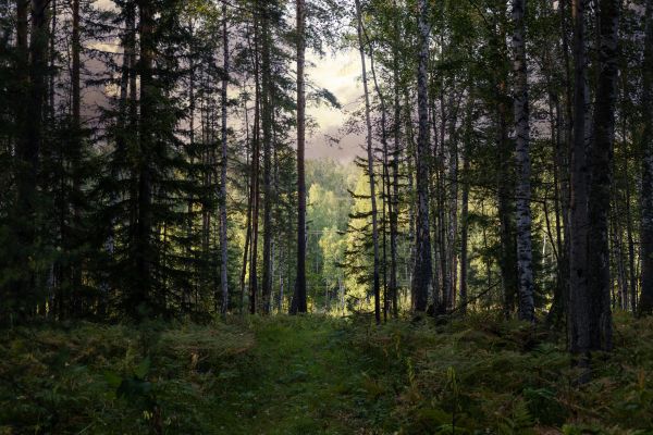 Cost of Pine Tree Clearing in Terre Haute