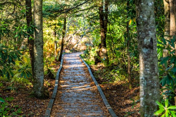 Cost of Trail Clearing in Terre Haute