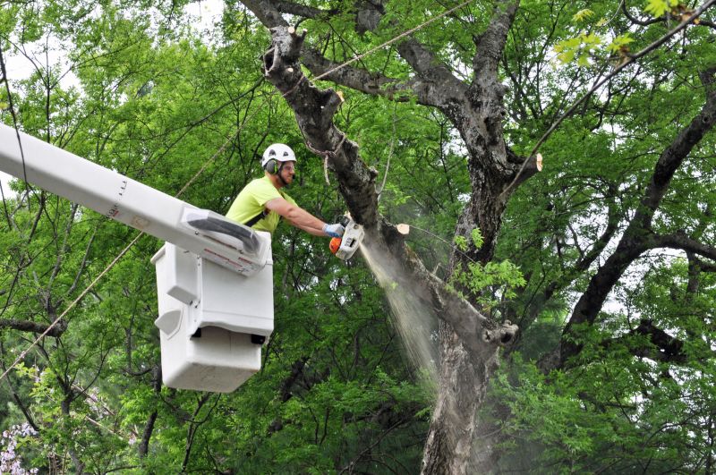 Tree Removal and Site Preparation